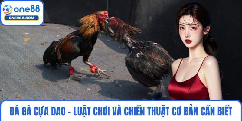 Đá Gà Cựa Dao - Luật Chơi Và Chiến Thuật Cơ Bản Cần Biết